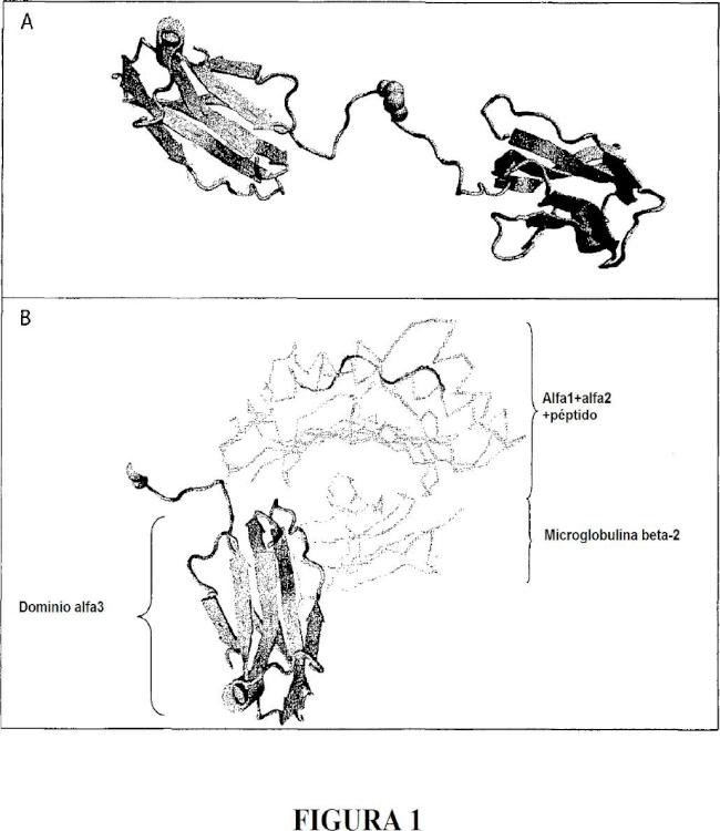 Ilustración 1 de la Galería de ilustraciones de Polipéptidos multímeros de HLA-G que incluyen al menos dos dominios alfa3 y usos farmacéuticos de los mismos