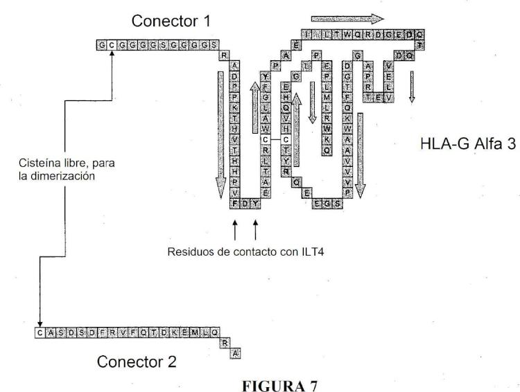Ilustración 7 de la Galería de ilustraciones de Polipéptidos multímeros de HLA-G que incluyen al menos dos dominios alfa3 y usos farmacéuticos de los mismos