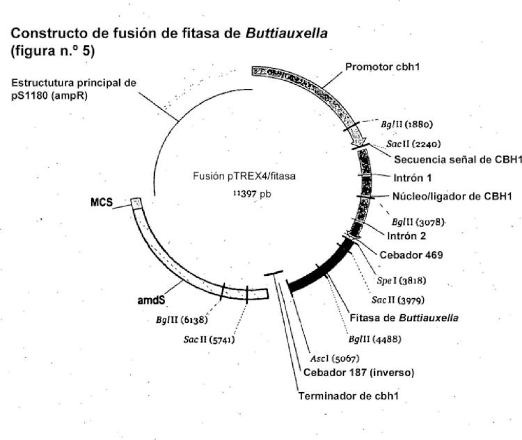 Ilustración 4 de la Galería de ilustraciones de Fitasas de Buttiauxella sp. variantes que tienen propiedades alteradas