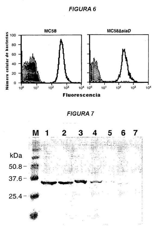 Ilustración 2 de la Galería de ilustraciones de Variantes múltiples de proteína NMB 1870 de meningococo