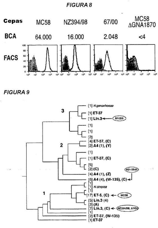 Ilustración 3 de la Galería de ilustraciones de Variantes múltiples de proteína NMB 1870 de meningococo