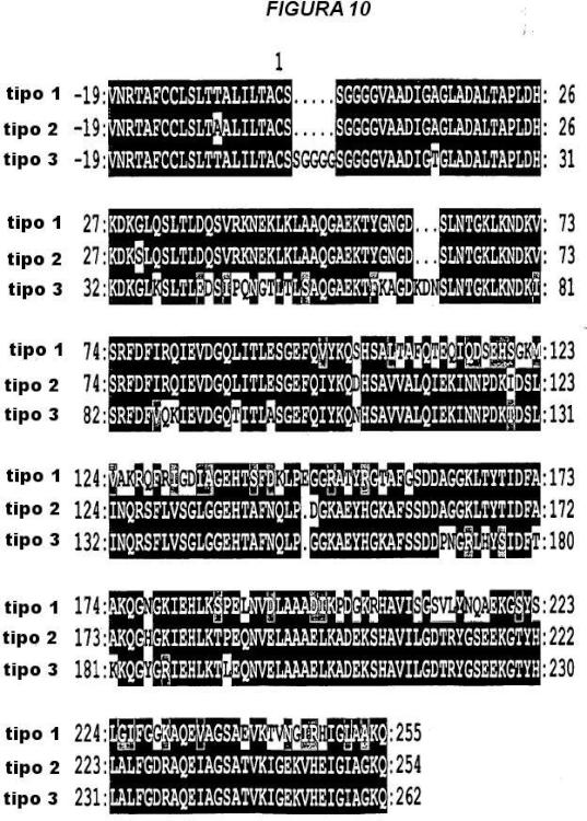 Ilustración 4 de la Galería de ilustraciones de Variantes múltiples de proteína NMB 1870 de meningococo