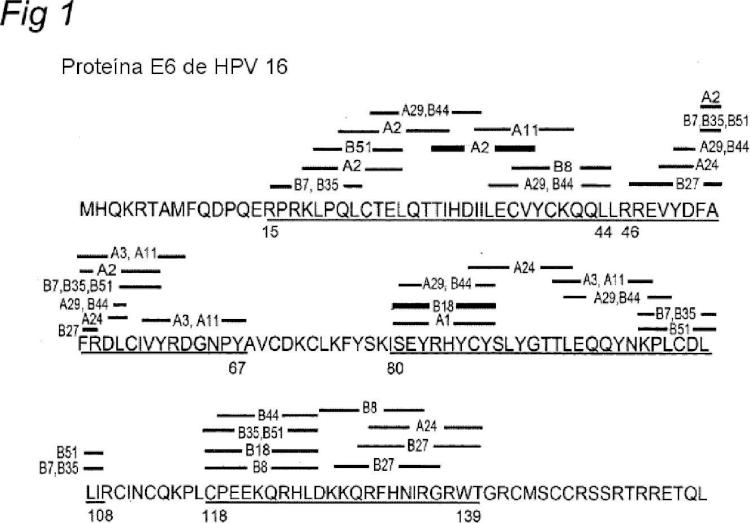Fragmentos proteicos poliepitópicos de las proteínas E6 y E7 del HPV, su obtención y sus usos particularmente en vacunación.