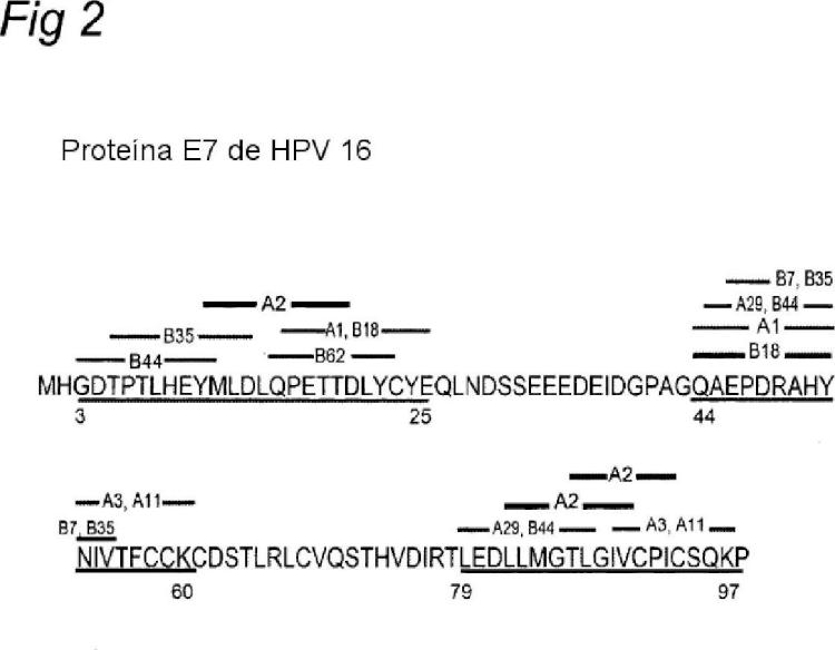 Fragmentos proteicos poliepitópicos de las proteínas E6 y E7 del HPV, su obtención y sus usos particularmente en vacunación.