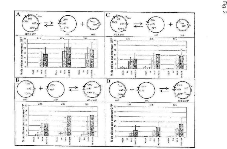Ilustración 2 de la Galería de ilustraciones de Recombinación de ADN específica de secuencia en células eucariotas