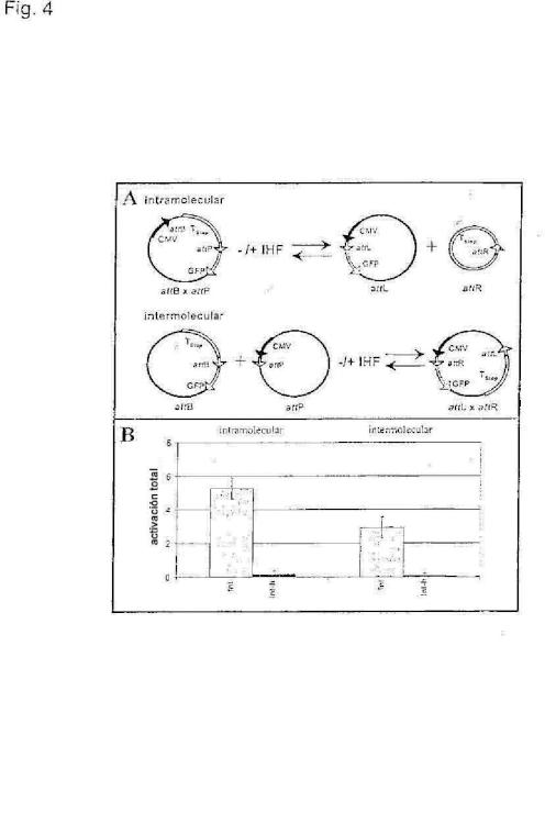 Ilustración 4 de la Galería de ilustraciones de Recombinación de ADN específica de secuencia en células eucariotas
