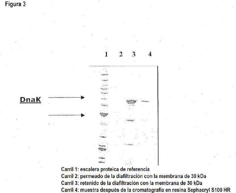 Ilustración 3 de la Galería de ilustraciones de Procedimiento para la purificación de DNAK