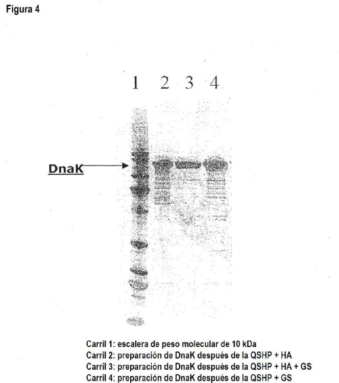 Ilustración 4 de la Galería de ilustraciones de Procedimiento para la purificación de DNAK