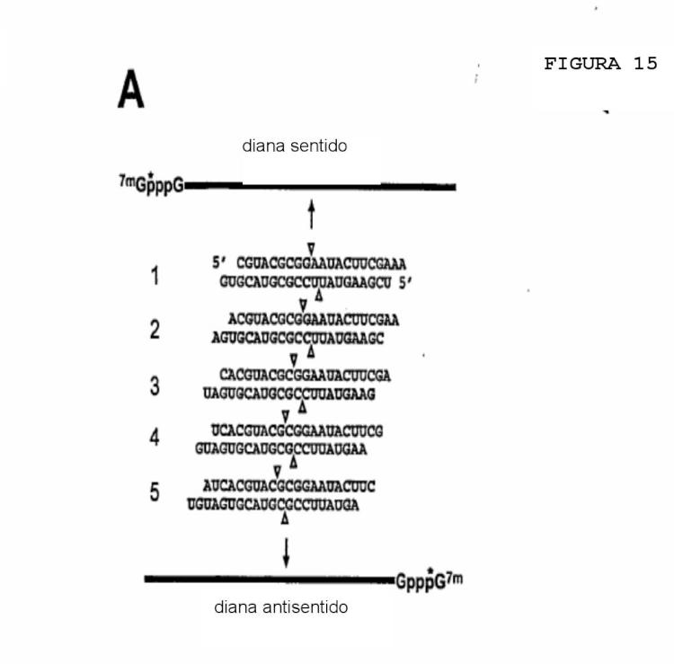 Ilustración 8 de la Galería de ilustraciones de Interferencia de RNA mediadora de moléculas pequeñas de RNA