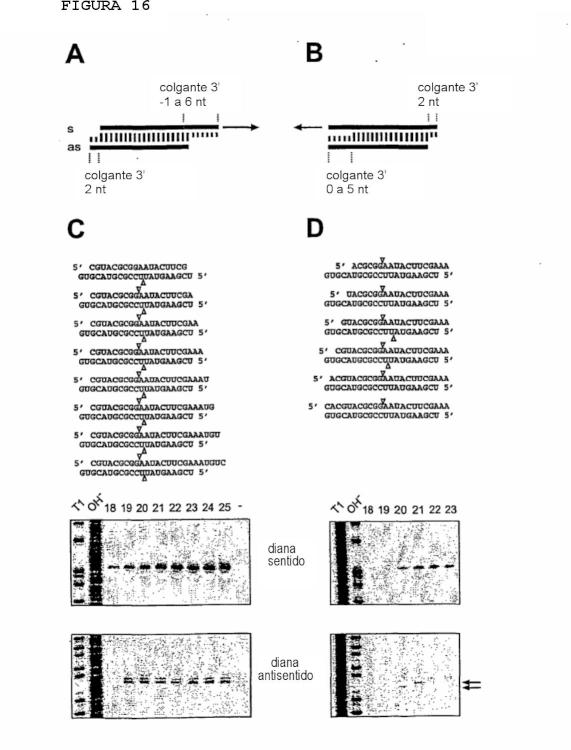 Ilustración 9 de la Galería de ilustraciones de Interferencia de RNA mediadora de moléculas pequeñas de RNA