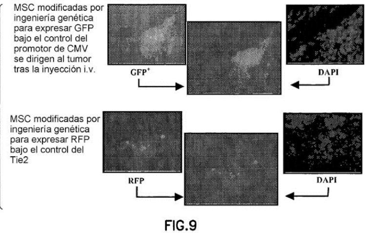 Ilustración 9 de la Galería de ilustraciones de Células madre mesenquimales CD34 negativas modificadas genéticamente para el tratamiento de tumores