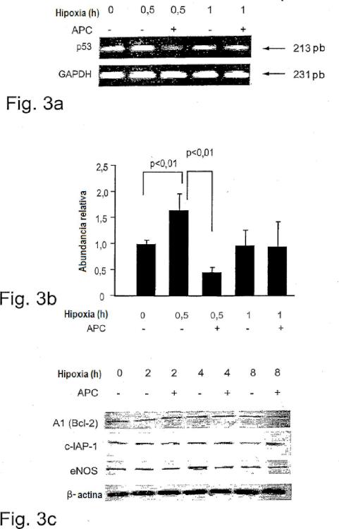 Ilustración 3 de la Galería de ilustraciones de La actividad neuroprotectora de la proteína C activada es independiente de su actividad anticoagulante