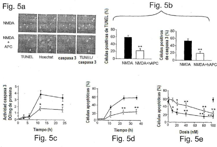 Ilustración 5 de la Galería de ilustraciones de La actividad neuroprotectora de la proteína C activada es independiente de su actividad anticoagulante