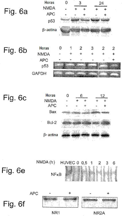 Ilustración 6 de la Galería de ilustraciones de La actividad neuroprotectora de la proteína C activada es independiente de su actividad anticoagulante
