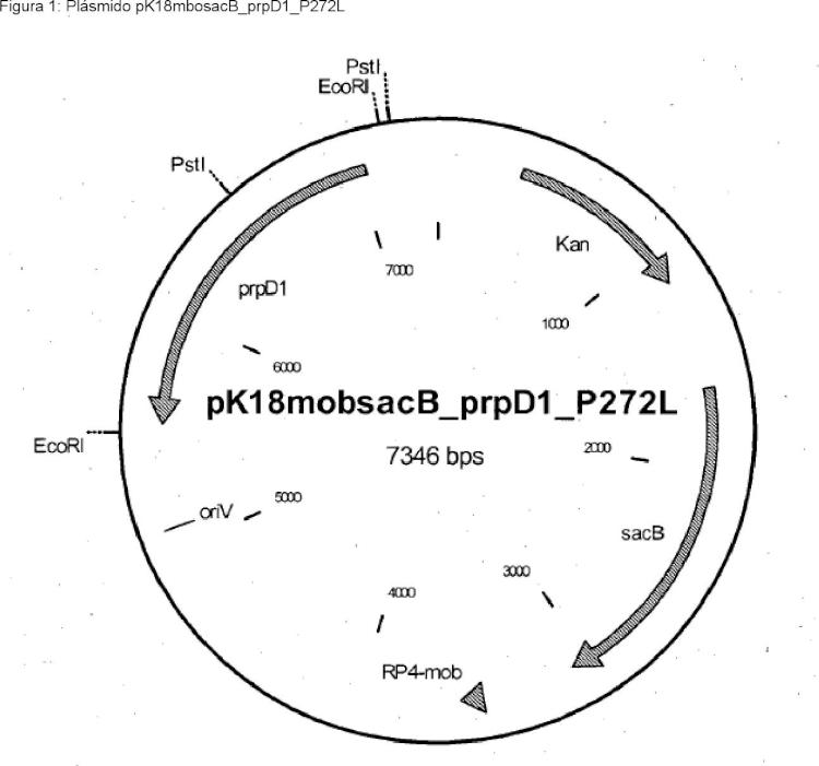 Alelos del gen prpD1 procedente de bacterias corineformes.