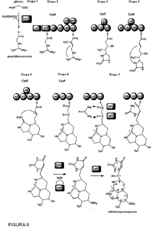 Ilustración 9 de la Galería de ilustraciones de Agrupación de genes de saxitoxina de cianobacterias y detección de organismos cianotóxicos