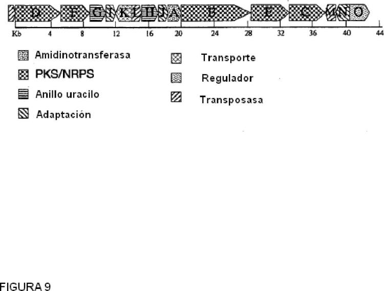 Ilustración 10 de la Galería de ilustraciones de Agrupación de genes de saxitoxina de cianobacterias y detección de organismos cianotóxicos