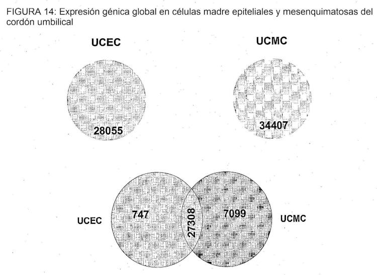 Ilustración 5 de la Galería de ilustraciones de Aislamiento de células madre/progenitoras de membrana amniótica del cordón umbilical