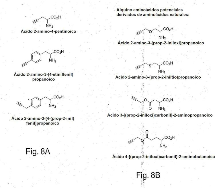 Ilustración 8 de la Galería de ilustraciones de Incorporación in vivo de alquinil aminoácidos a proteínas en eubacterias