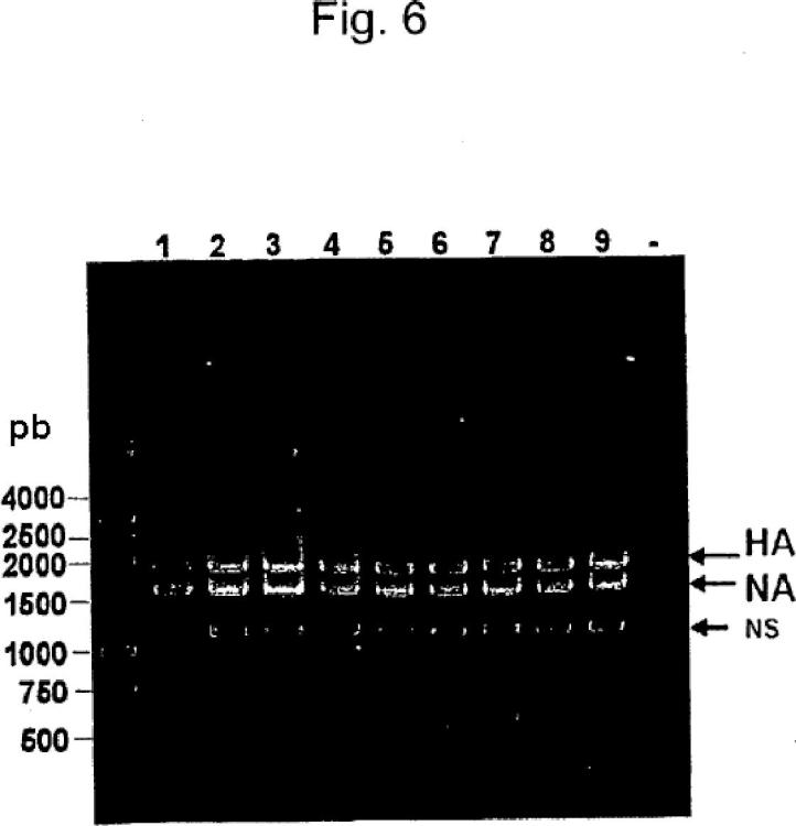Ilustración 4 de la Galería de ilustraciones de Virus influenza B que tienen alteraciones en el polipéptido hemaglutinina