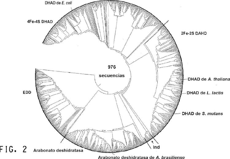 Ilustración 4 de la Galería de ilustraciones de Identificación y uso de [2Fe-2S]-dihidroxi-ácido deshidratasas bacterianas