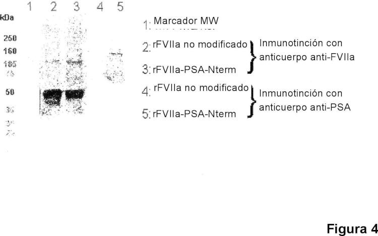 Ilustración 4 de la Galería de ilustraciones de Conjugado de factor viia - ácido (poli)siálico con una vida media in vivo prolongada