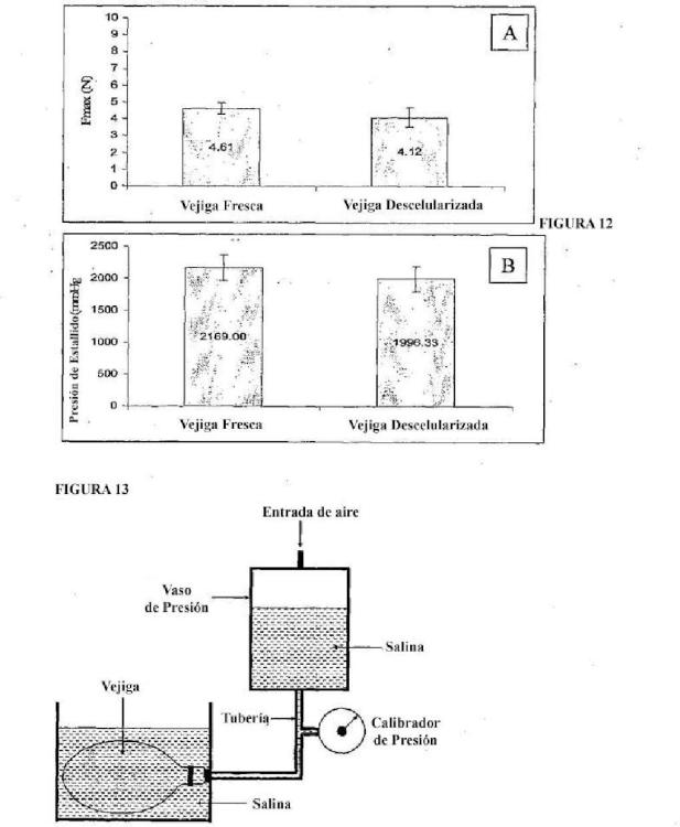 Ilustración 6 de la Galería de ilustraciones de Mejoras relativas a la descelularización de matrices de tejido para el implante de vejiga