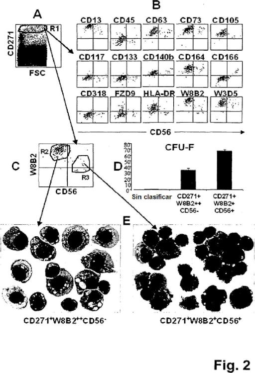 Ilustración 2 de la Galería de ilustraciones de Aislamiento y/o identificación de células madre con potencial de diferenciación adipocitario, condrocitario y pancreático