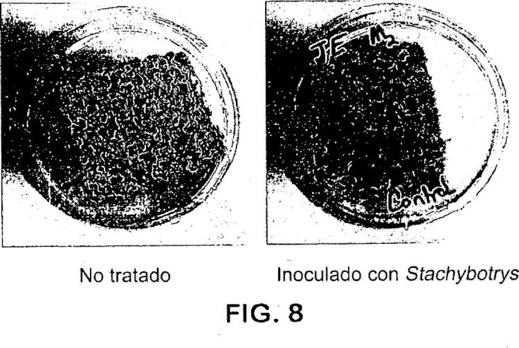Ilustración 7 de la Galería de ilustraciones de Composiciones básicas que comprenden un alcanol y una sal de ácido graso o un glicérido de ácido graso para esterilizar un material