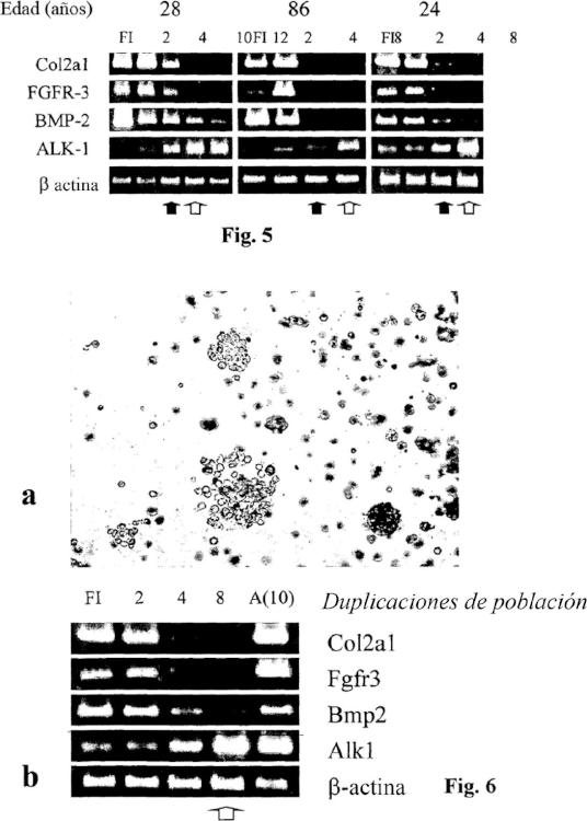 Ilustración 4 de la Galería de ilustraciones de Ensayos in vivo y marcadores moleculares para comprobar la estabilidad fenotípica