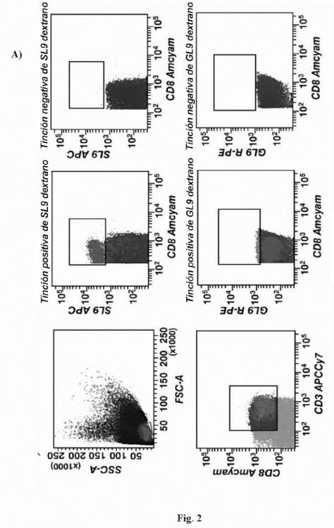 Ilustración 3 de la Galería de ilustraciones de Método para monitorizar las respuestas de linfocitos T citotóxicos (LTC) mediante una reacción de hipersensibilidad de tipo retardado usando epítopos de LTC definidos