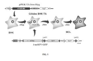 Vectores alfavirales y líneas celulares para la producción de proteínas recombinantes.