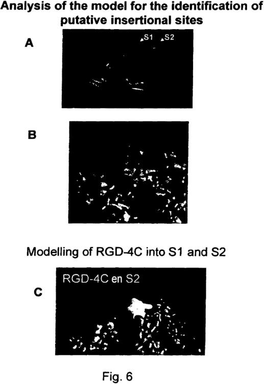 Ilustración 3 de la Galería de ilustraciones de Reorientación de parvovirus de rata H-1PV hacia células oncológicas mediante manipulación genética de su cápside