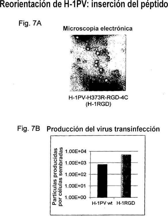 Ilustración 4 de la Galería de ilustraciones de Reorientación de parvovirus de rata H-1PV hacia células oncológicas mediante manipulación genética de su cápside