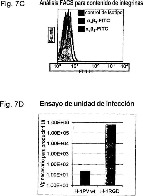 Ilustración 5 de la Galería de ilustraciones de Reorientación de parvovirus de rata H-1PV hacia células oncológicas mediante manipulación genética de su cápside