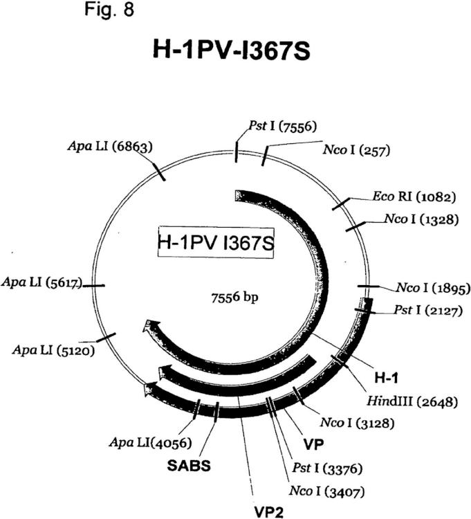 Ilustración 7 de la Galería de ilustraciones de Reorientación de parvovirus de rata H-1PV hacia células oncológicas mediante manipulación genética de su cápside