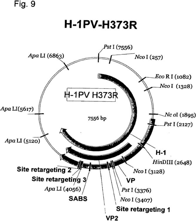 Ilustración 8 de la Galería de ilustraciones de Reorientación de parvovirus de rata H-1PV hacia células oncológicas mediante manipulación genética de su cápside