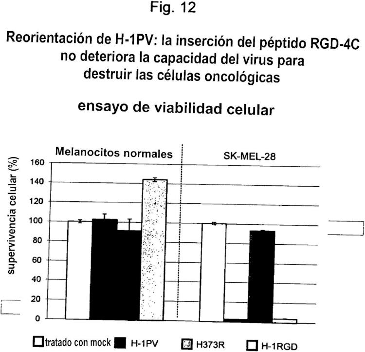 Ilustración 12 de la Galería de ilustraciones de Reorientación de parvovirus de rata H-1PV hacia células oncológicas mediante manipulación genética de su cápside