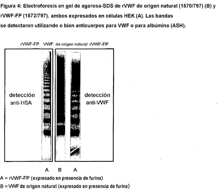 Ilustración 4 de la Galería de ilustraciones de Factor VIII, factor de von Willebrand o sus complejos con semivida in vivo prolongada