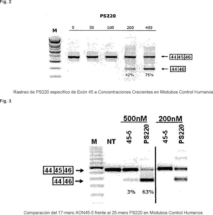Procedimientos y medios para el salto eficiente del exón 45 en el pre-ARNm de la distrofia muscular de Duchenne.