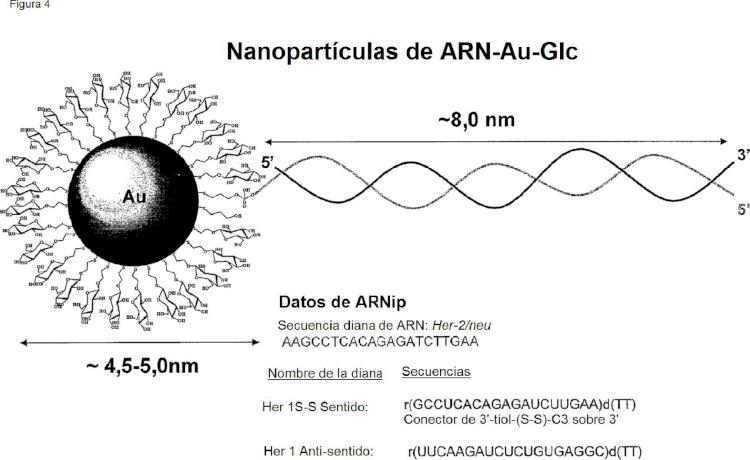 Ilustración 3 de la Galería de ilustraciones de Nanopartículas que comprenden ligandos de ARN