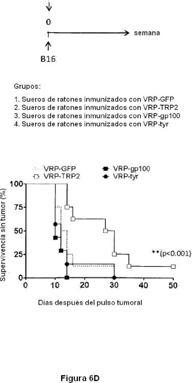 Ilustración 7 de la Galería de ilustraciones de Partículas de replicón de alfavirus que expresan TRP2