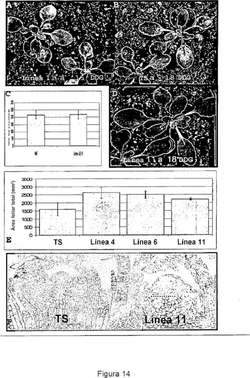 Ilustración 10 de la Galería de ilustraciones de Métodos para incrementar el crecimiento vegetal