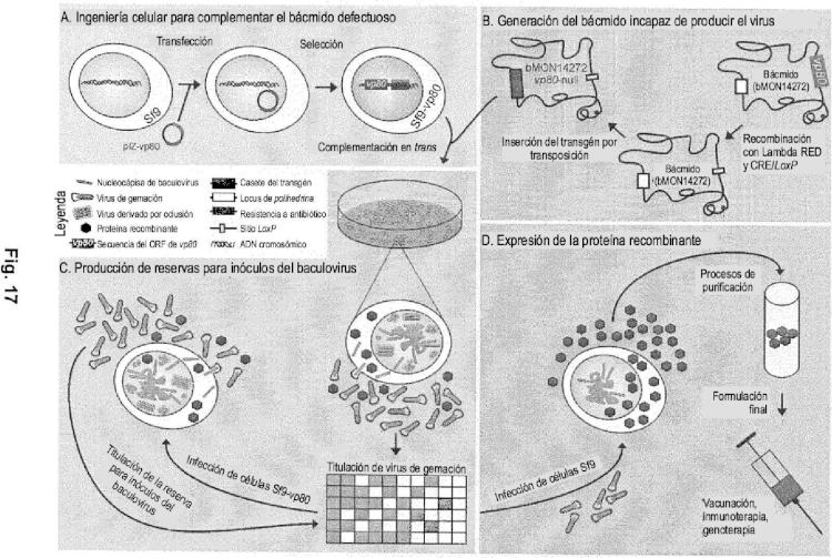 Ilustración 10 de la Galería de ilustraciones de Producción de productos biofarmacéuticos a base de baculovirus sin viriones baculovíricos contaminantes