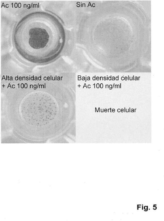 Ilustración 5 de la Galería de ilustraciones de Método para producir células progenitoras retinianas polarizadas a partir de células madre pluripotentes y su diferenciación para dar células del epitelio pigmentario retiniano