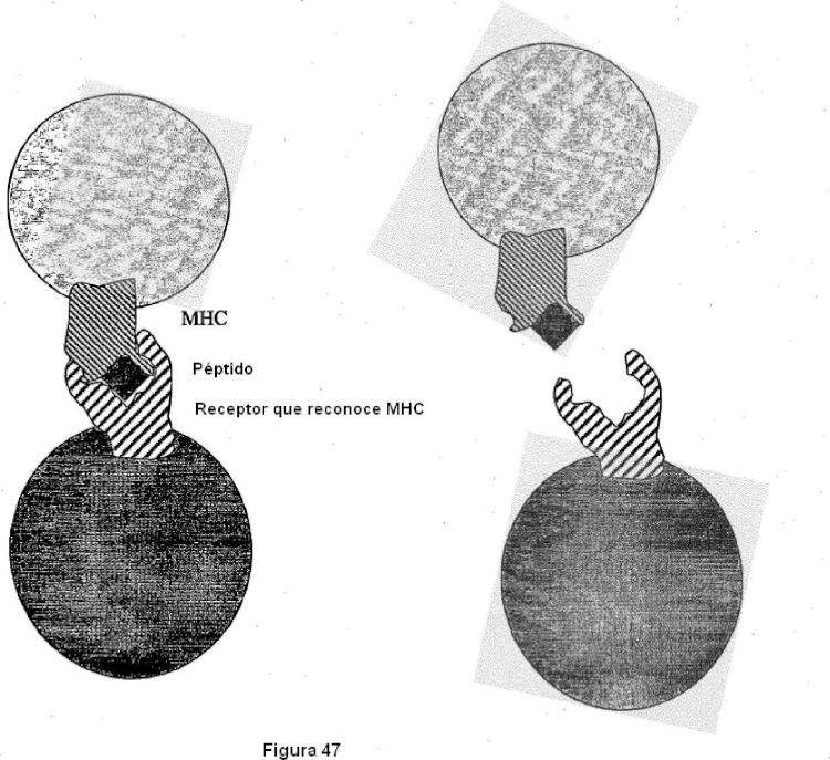 Ilustración 2 de la Galería de ilustraciones de Construcciones de moléculas MHC y sus usos para el diagnóstico y terapia
