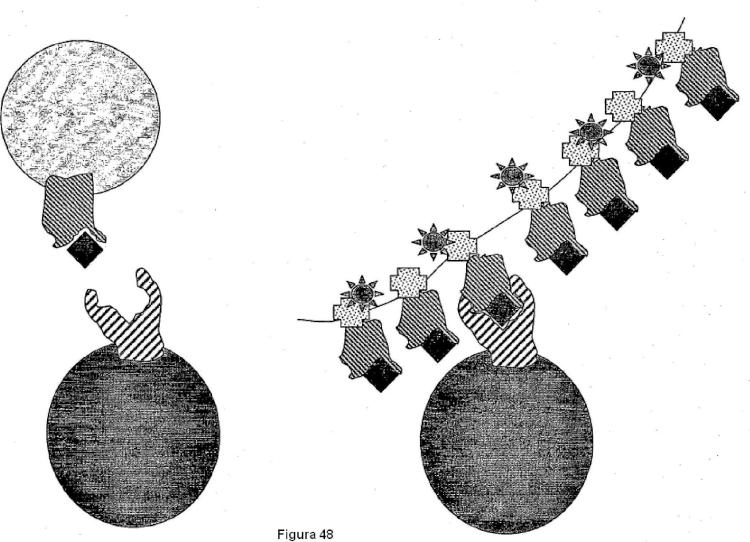 Ilustración 3 de la Galería de ilustraciones de Construcciones de moléculas MHC y sus usos para el diagnóstico y terapia