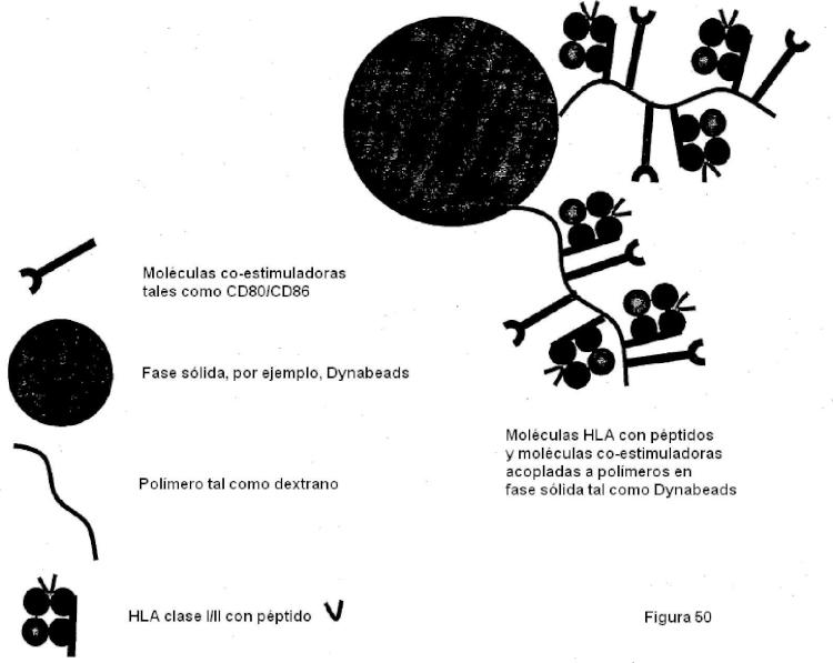 Ilustración 5 de la Galería de ilustraciones de Construcciones de moléculas MHC y sus usos para el diagnóstico y terapia