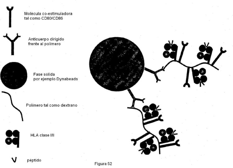 Ilustración 7 de la Galería de ilustraciones de Construcciones de moléculas MHC y sus usos para el diagnóstico y terapia