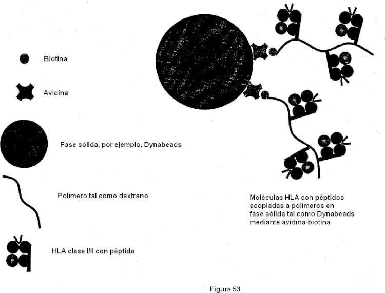 Ilustración 8 de la Galería de ilustraciones de Construcciones de moléculas MHC y sus usos para el diagnóstico y terapia
